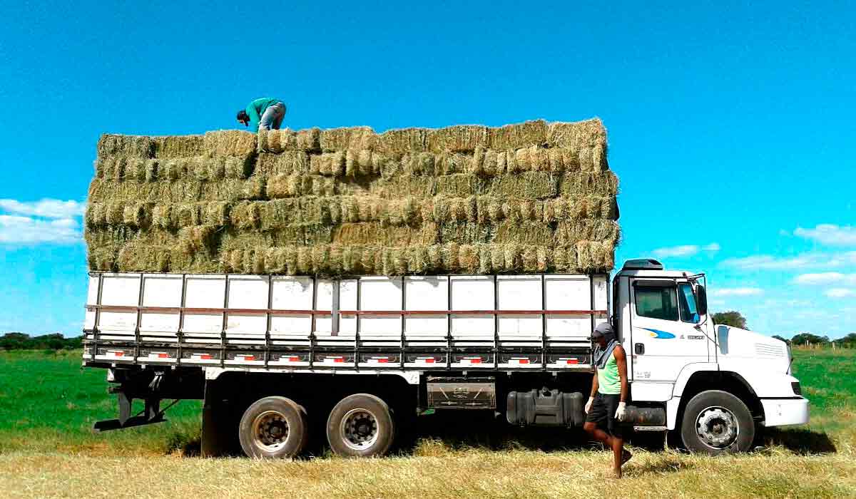 Produção de feno ajuda o produtor na seca AGRONEGÓCIO