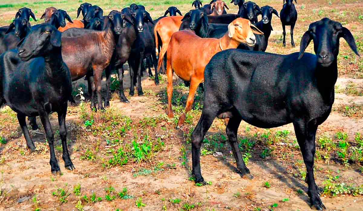 Novo Aplicativo Facilita Melhoramento Gen Tico De Caprinos E Ovinos