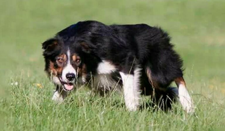 Criadores de cães Border Collie de Pastoreio competirão Copa do Mundo