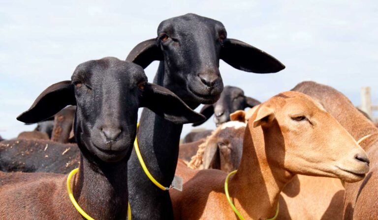 Raça Santa Inês AGRONEGÓCIO