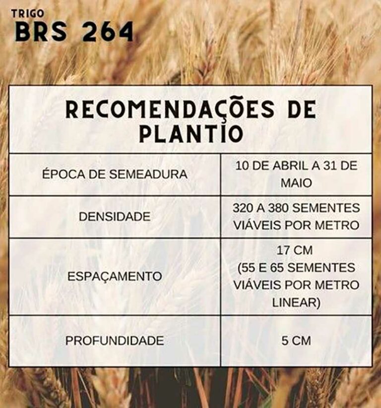 O Potencial Do Trigo No Brasil Agroneg Cio