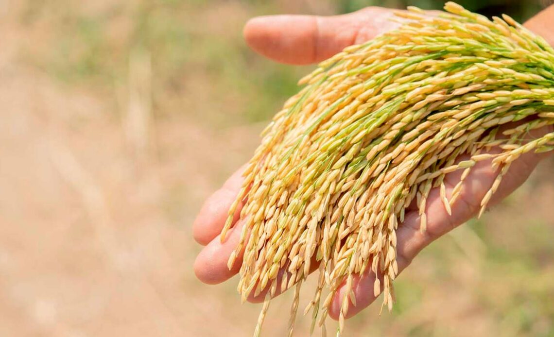 Cacho de arroz na mão do agricultor