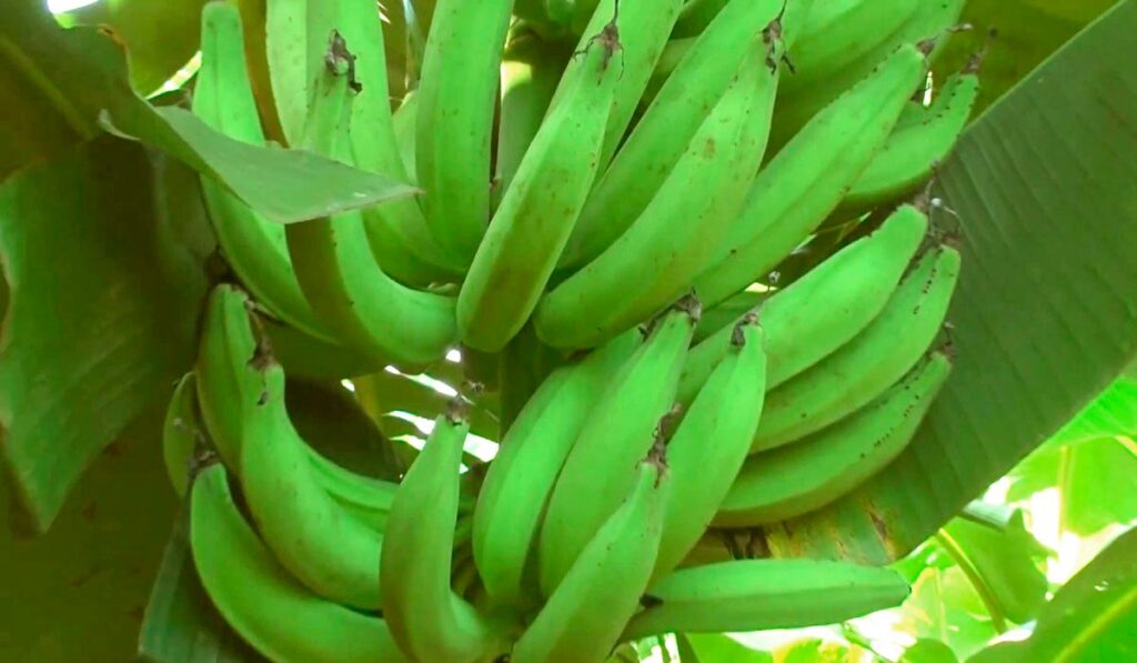 Bananeira com cacho de banana da terra