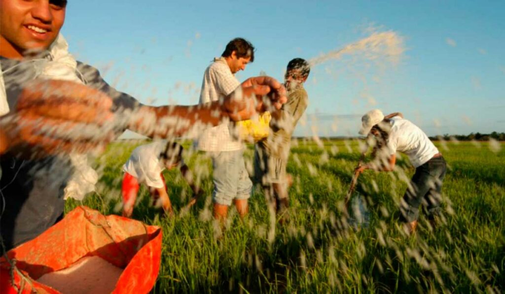 Jovens no campo colhendo arroz