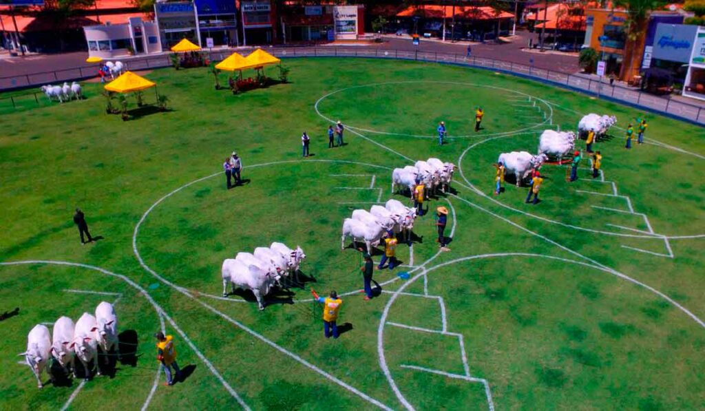 Expoinel - Uberaba/MG - Julgamento de animais na pista principal