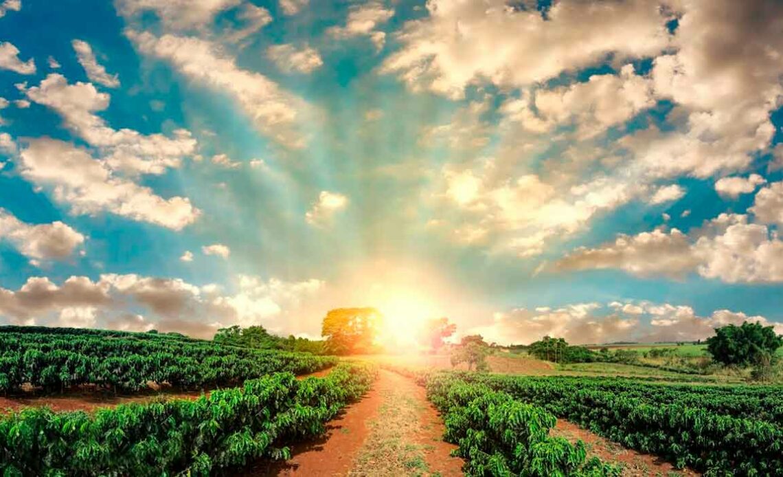 Fazenda de café com o sol brilhando no fim do carreador