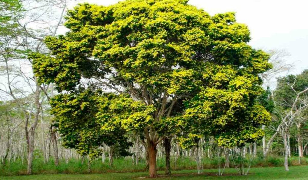 Pau Brasil (Paubrasilia echinata) florido