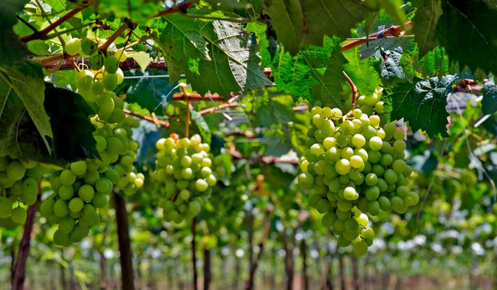 Parreiral de uvas verdes