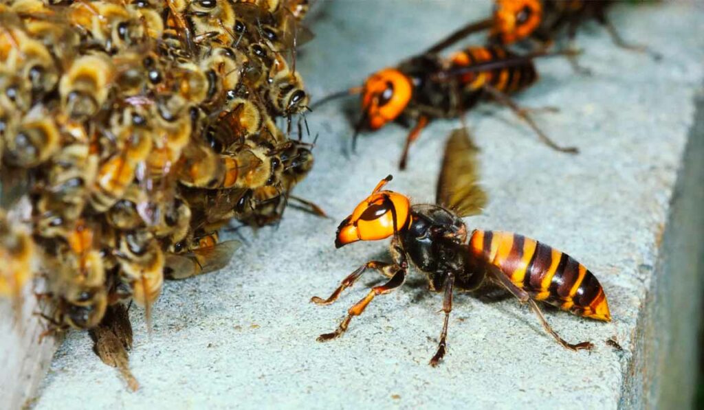 Vespas gigantes asiáticas (Vespa mandarina) preparando-se para atacar enxame de abelhas melíferas (Apis mellifera)