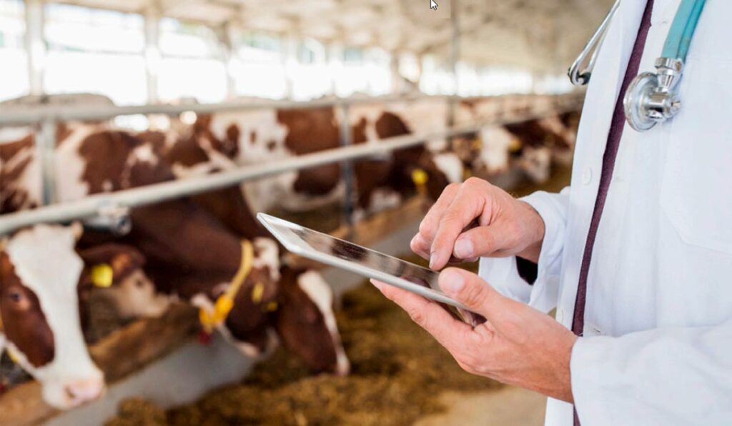 Veterinário supervisionando vacas leiteiras no estábulo, fazendo anotações num Ipad