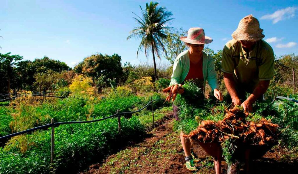 Casal de pequenos agricultores na lavoura