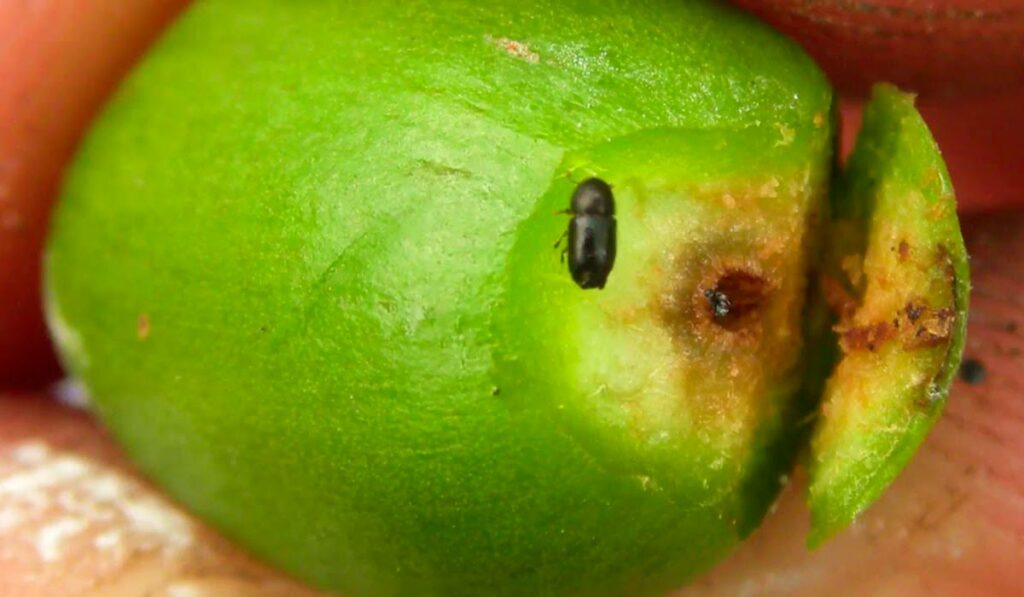 Broca do café num grão atingido