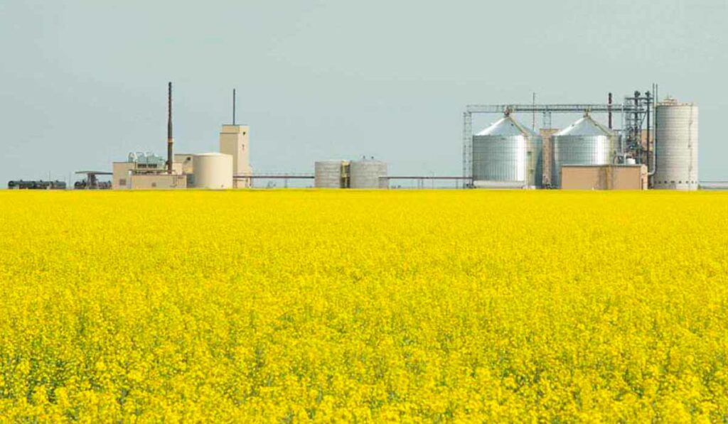 Fazenda com plantação de canola e silos ao fundo