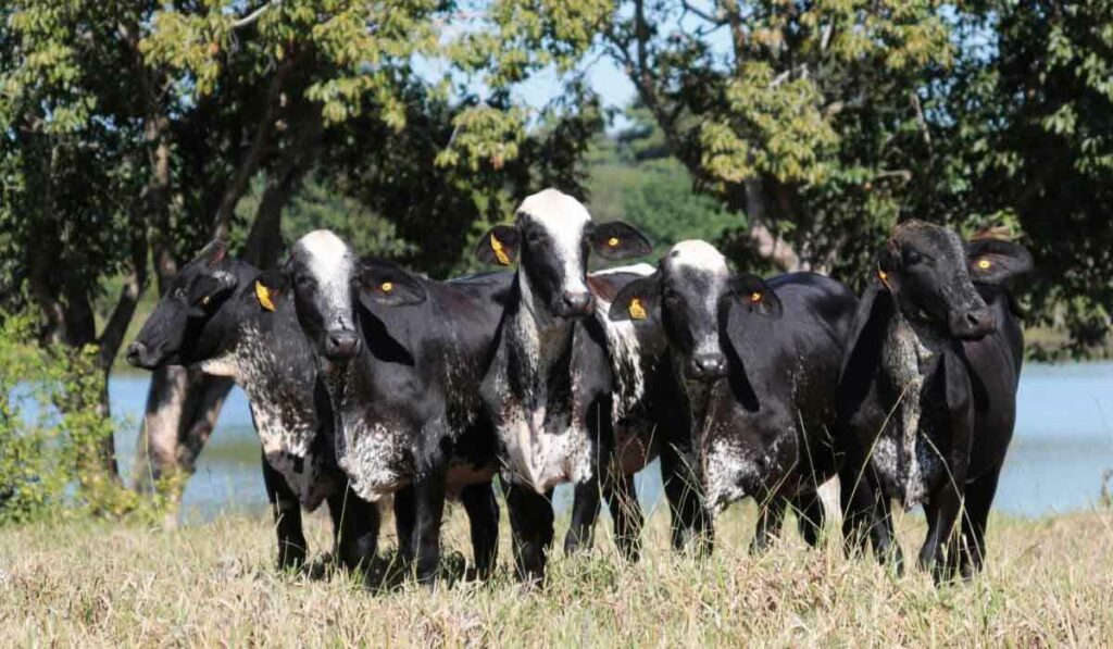 Vacas girolando reunidas no pasto