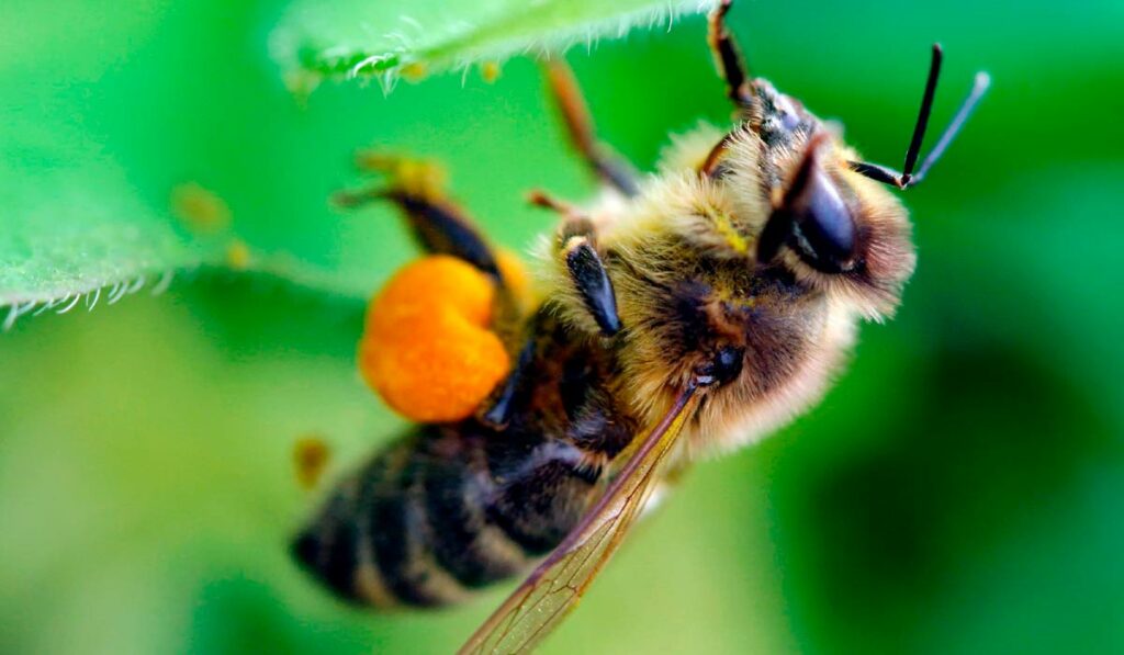 Abelha melífera na flor com as corbículas carregadas de pólen