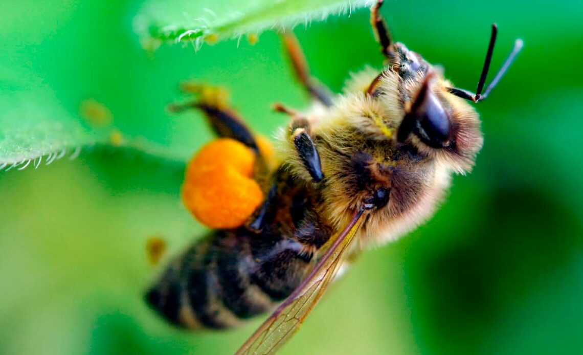 Abelha melífera na flor com as corbículas carregadas de pólen