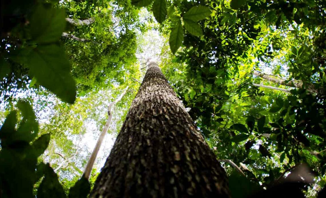 Floresta em pé