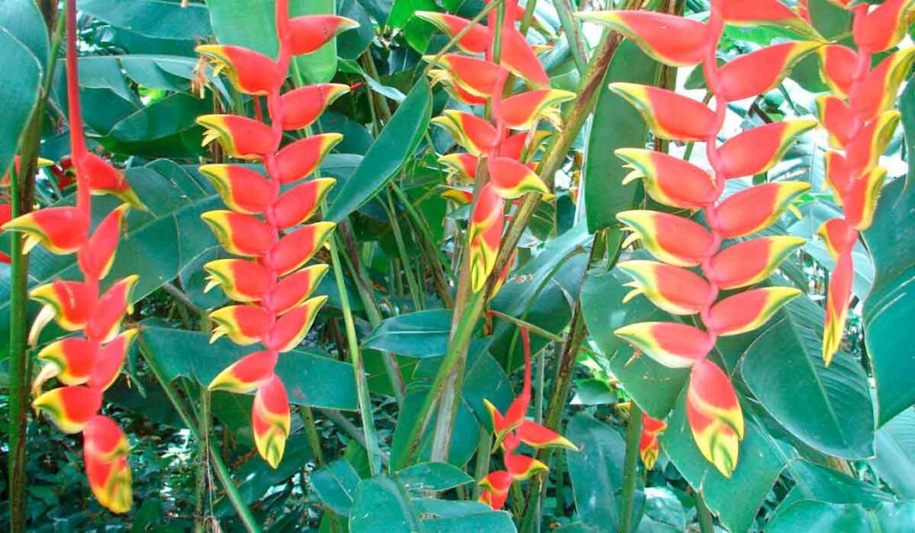 Heliconia rostrata