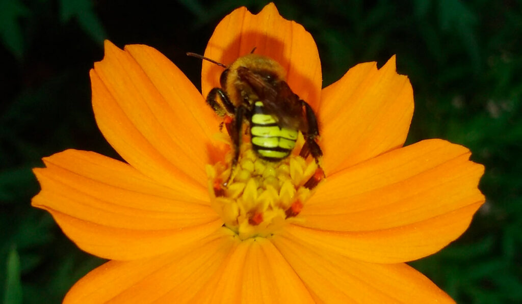 Mandaçaia numa flor amarela