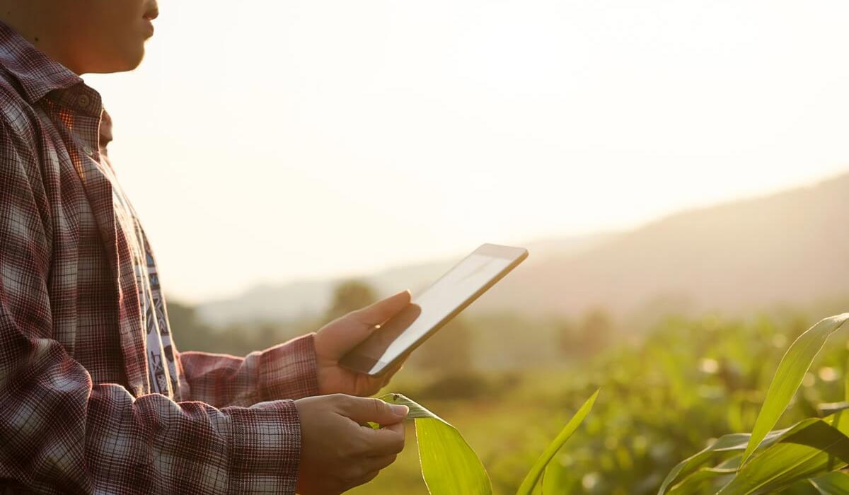 Agricultor com celular na sua lavoura