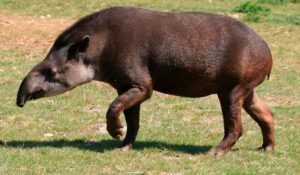 Anta (Tapirus terrestris)