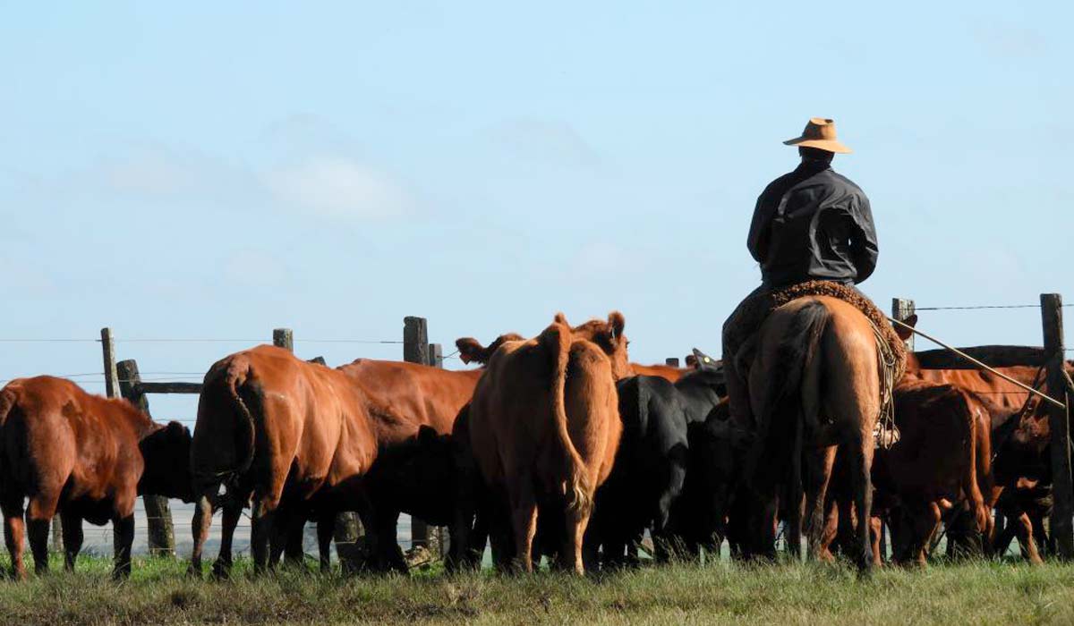 Boiadeiro tocando o gado para o curral