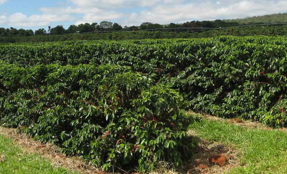 Cafezal podado já em produção