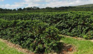 Cafezal podado já em produção