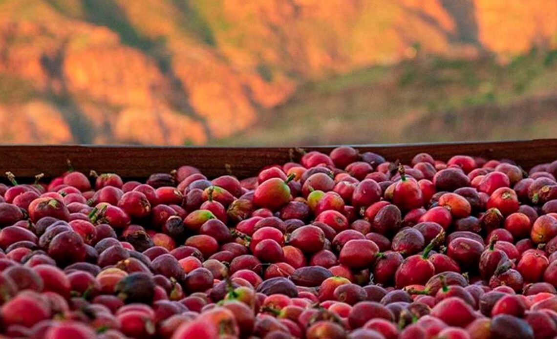 Café Iemenia (Yemenia) das montanhas do Yemen, traduzindo como "a mãe iemenita" - Secador de café com as montanhas ao fundo