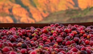 Café Iemenia (Yemenia) das montanhas do Yemen, traduzindo como "a mãe iemenita" - Secador de café com as montanhas ao fundo