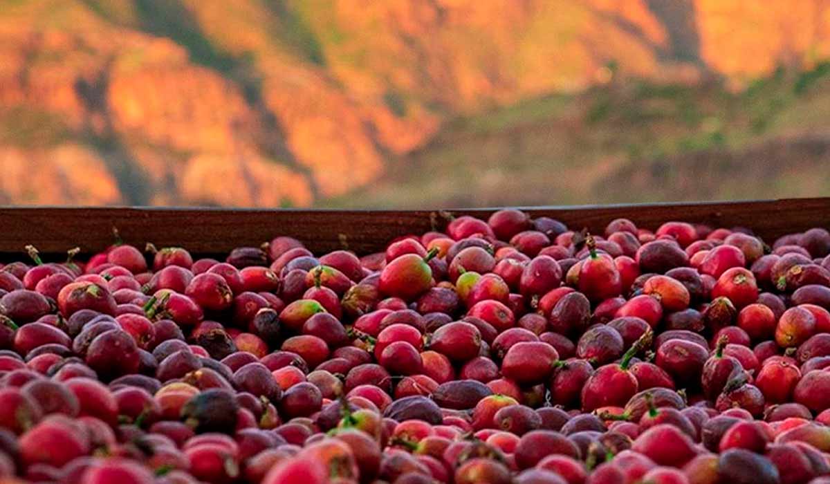 Café Iemenia (Yemenia) das montanhas do Yemen, traduzindo como "a mãe iemenita" - Secador de café com as montanhas ao fundo