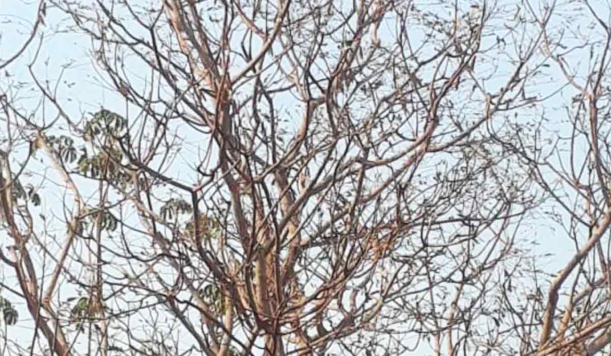 Ávore desfolhada pelo gafanhoto gigante (Tropidacris collaris) no Mato Grosso