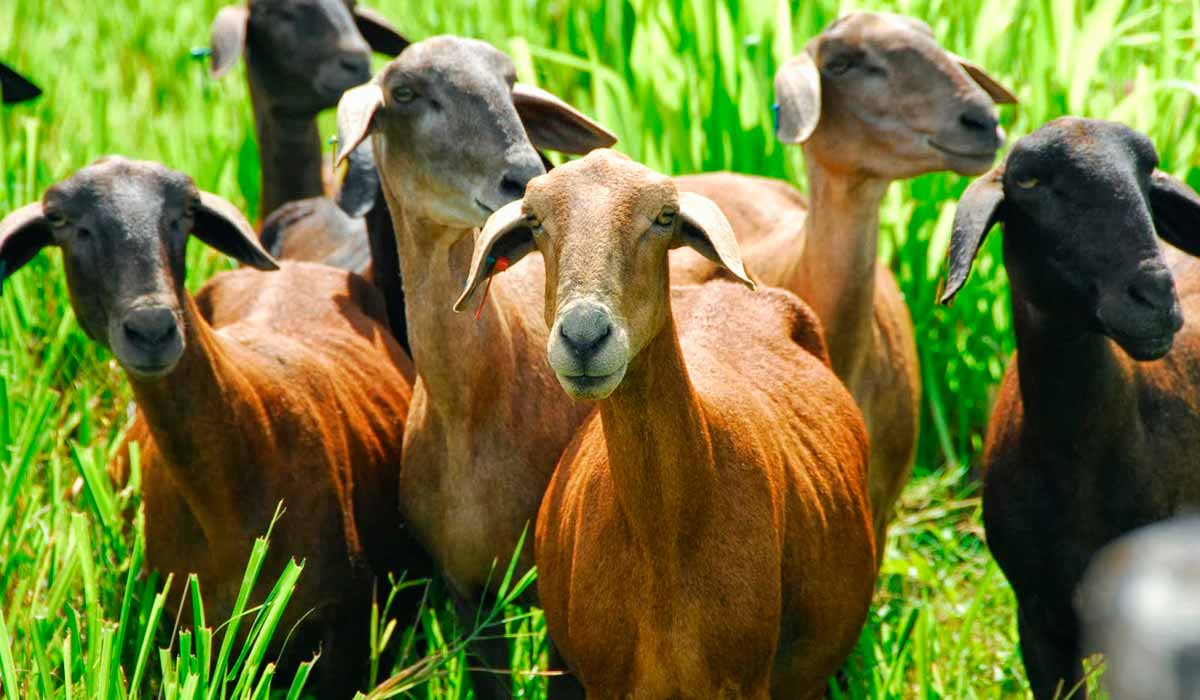 Ovinos deslanados no pasto