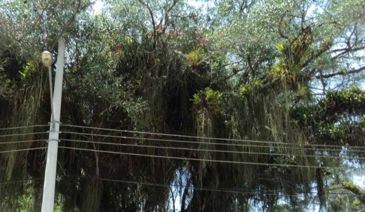 Quixabeira (Sideroxylon obtusifolium) de Paquetá