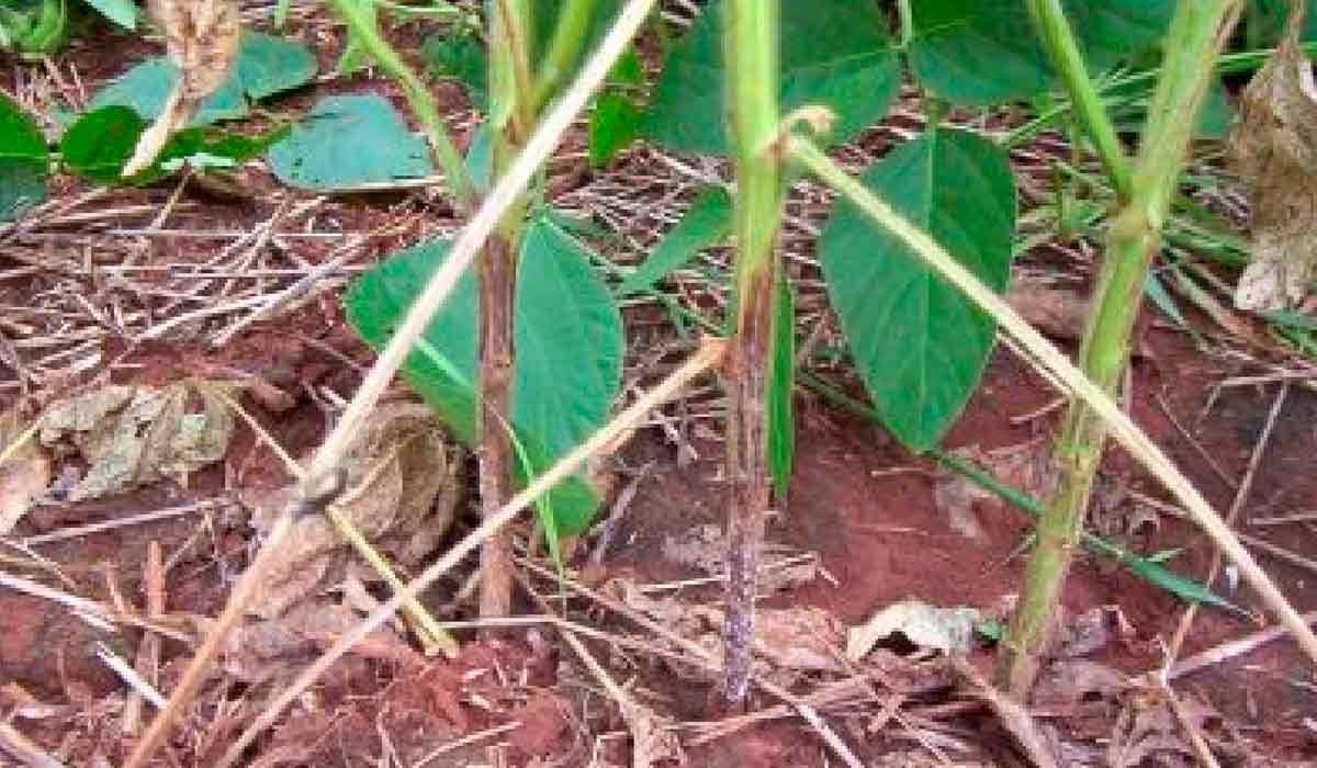 Planta de soja afetada pela Podridão Radicular Fitóftora (PRF ou Phytophthora sojae) - Foto: Leila Maria Costamilan