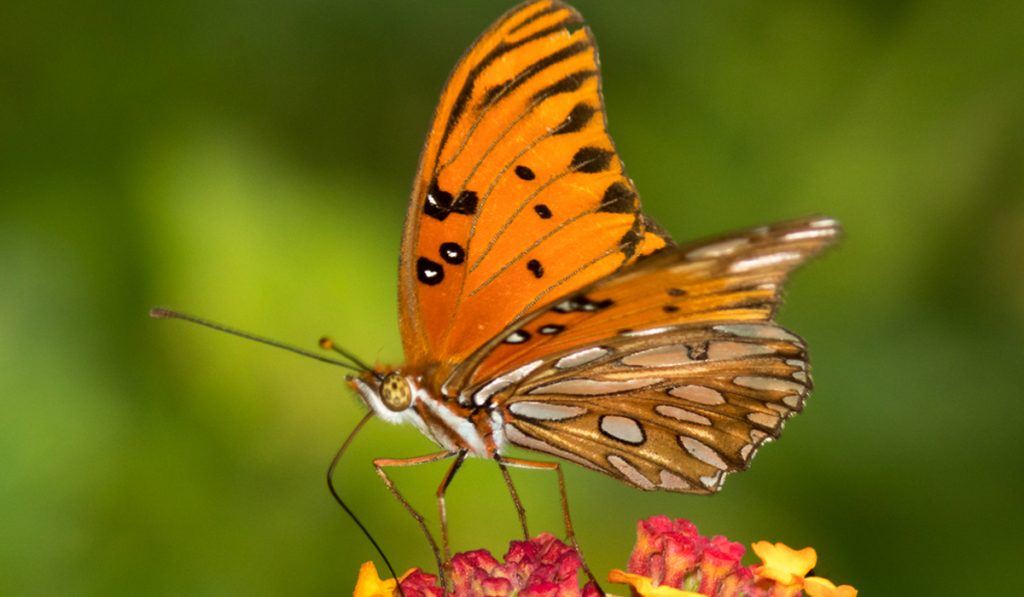 Borboleta Pingos de Prata (Agraulis vanillae)