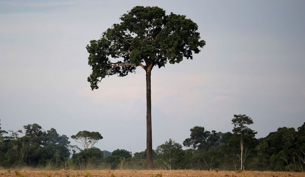 Castanheira do Pará (Bertholletia excelsa)