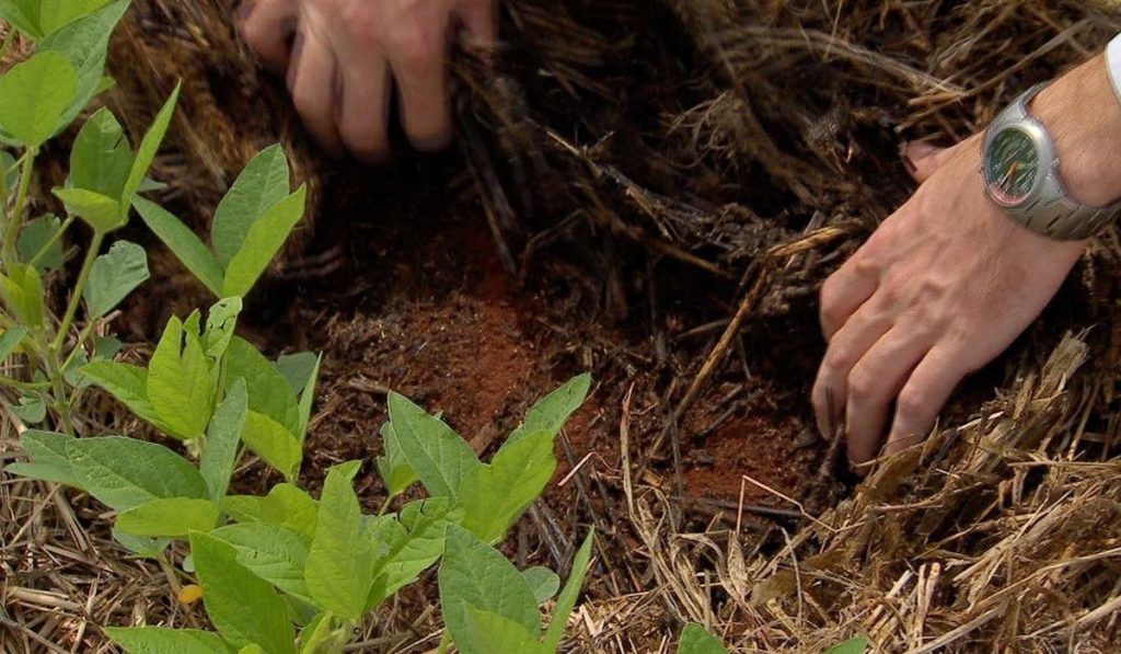 Agrônomo mostrando os efeitos benéficos da cobertura de solo