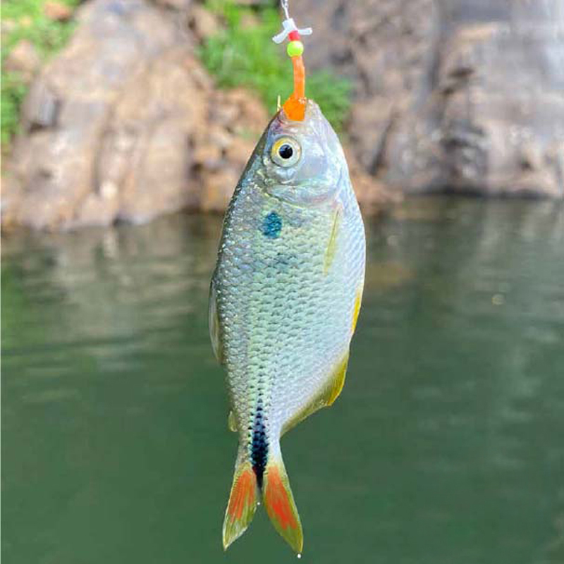 Lambari verdadeiro (Astyanax bimaculatus) fisgado