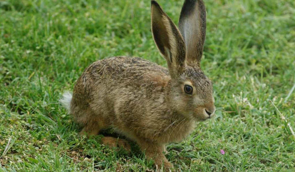 Lebrão, lebre-comum ou lebre-europeia (Lepus europaues)