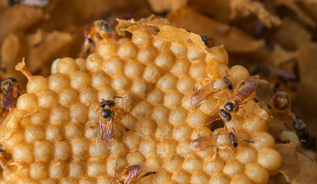 Favo de cria de colônia de jataí com abelhas