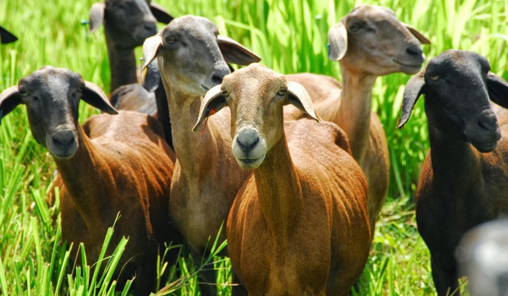 Ovinos deslanados no pasto