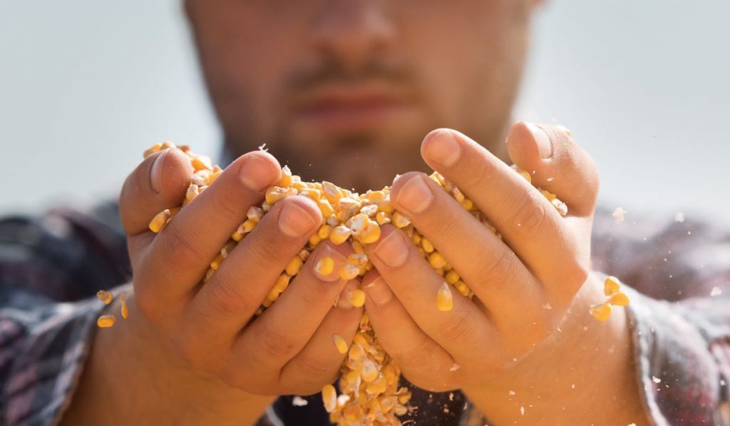 Agricultor com um punhado de milho escorrendo pelas mãos, atento à produtividade