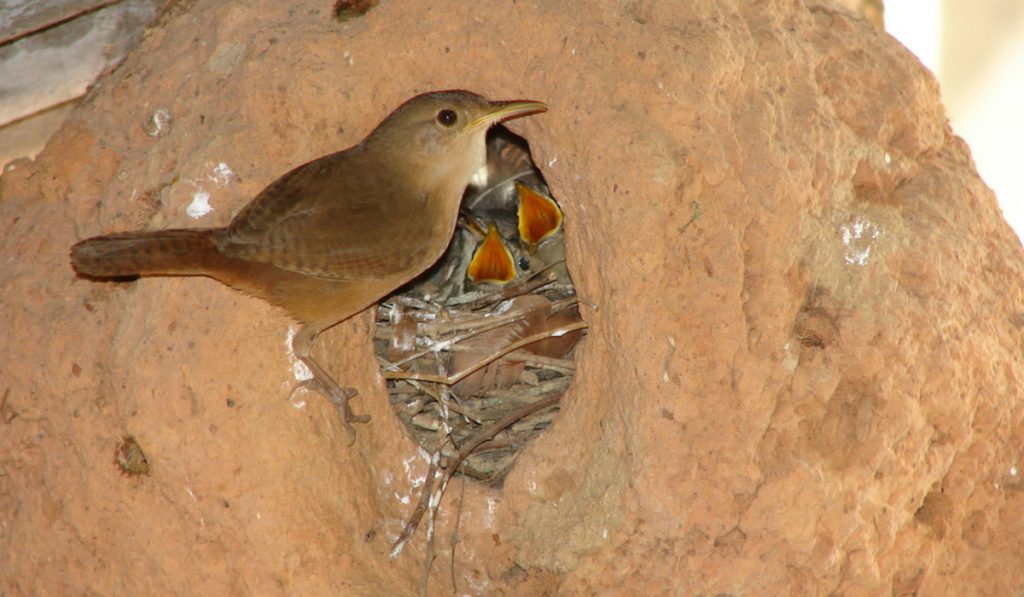 Corruíra ou cambaxirra (Troglodytes musculus)