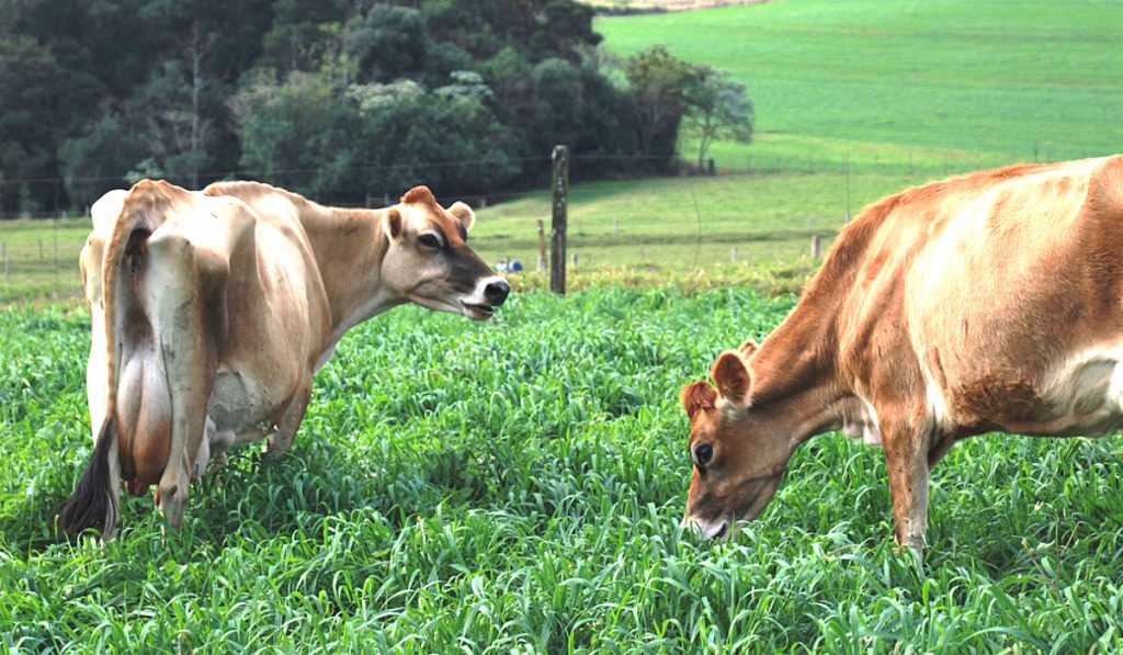 Vacas Jersey pastando em piquetes rotacionados