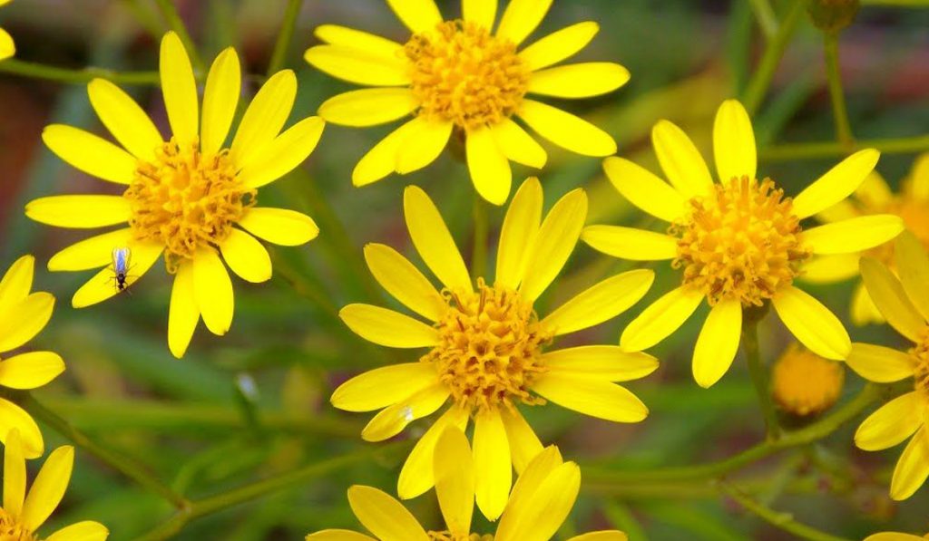 Maria-mole (Senecio brasiliensis)