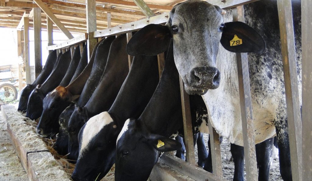 Vacas girolando no cocho