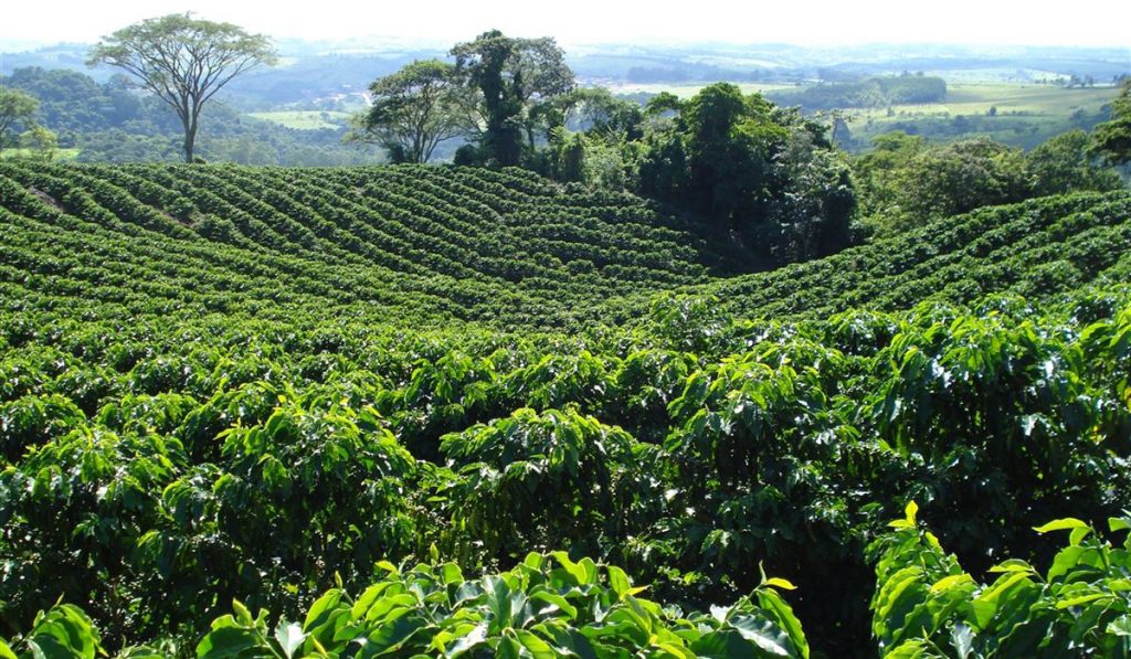 Cafezal nas montanhas de Minas