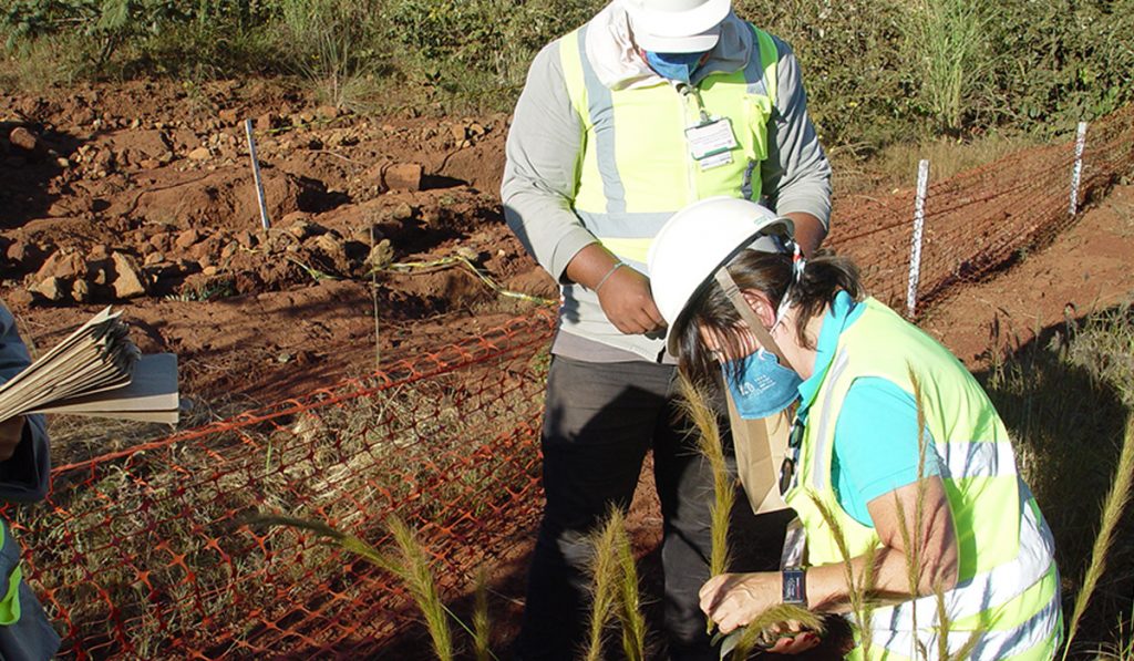 Avaliação de experimento de gramíneas nativas - Foto: Cícero Pereira