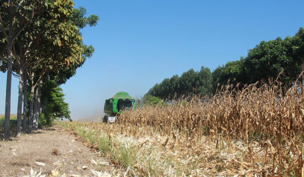 Colhedeira realizando a colheita na lavoura de milho em sistema de ILPF